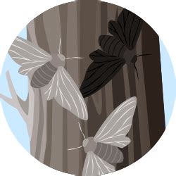 Peppered Moth Simulation from Ask a Biologist .